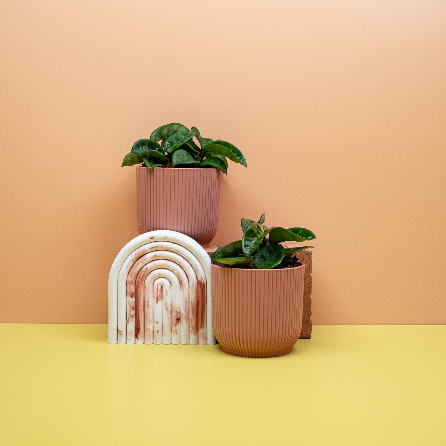 HOYA CARNOSA KRINKLE online bestellen bei potflourri