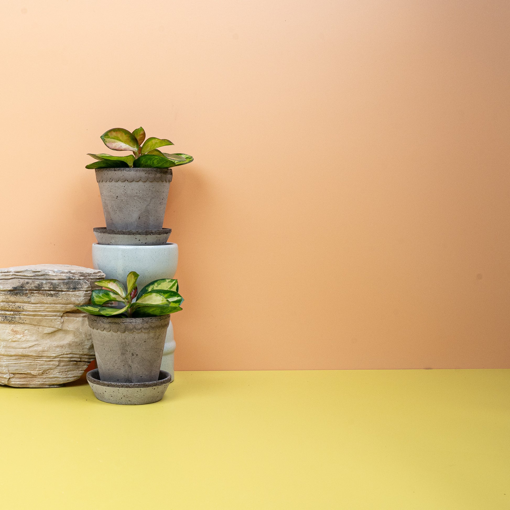 HOYA CARNOSA TRICOLOR online bestellen bei potflourri