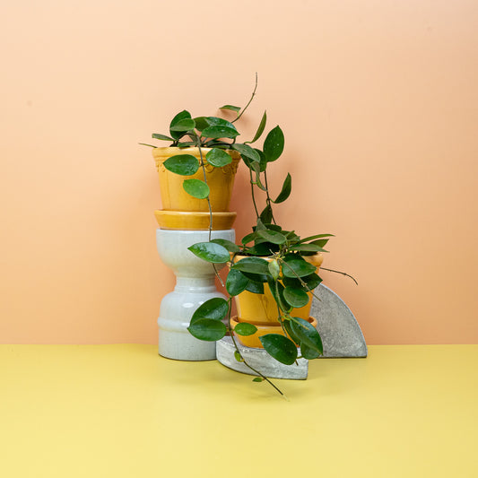 HOYA CHOUKE online bestellen bei potflourri