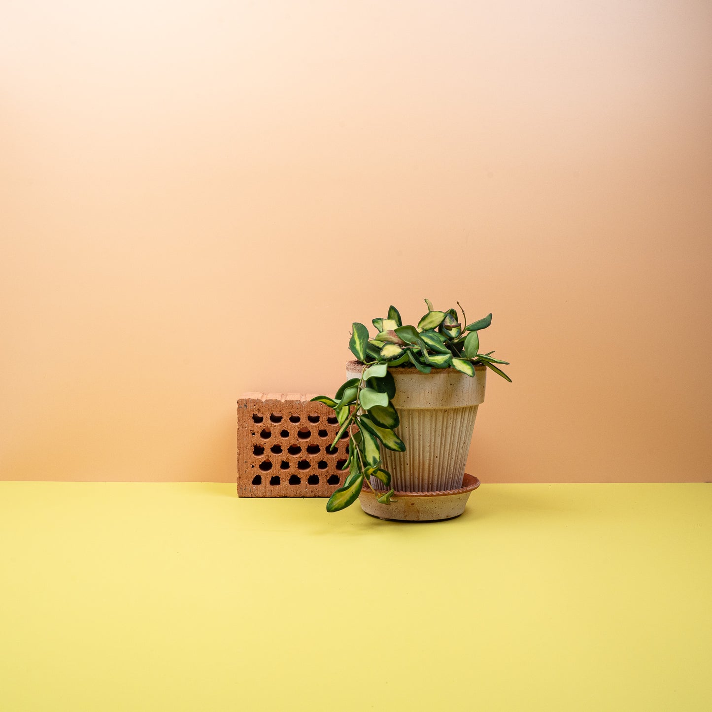 HOYA DS70 online bestellen bei potflourri