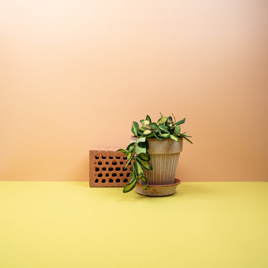 HOYA DS70 online bestellen bei potflourri