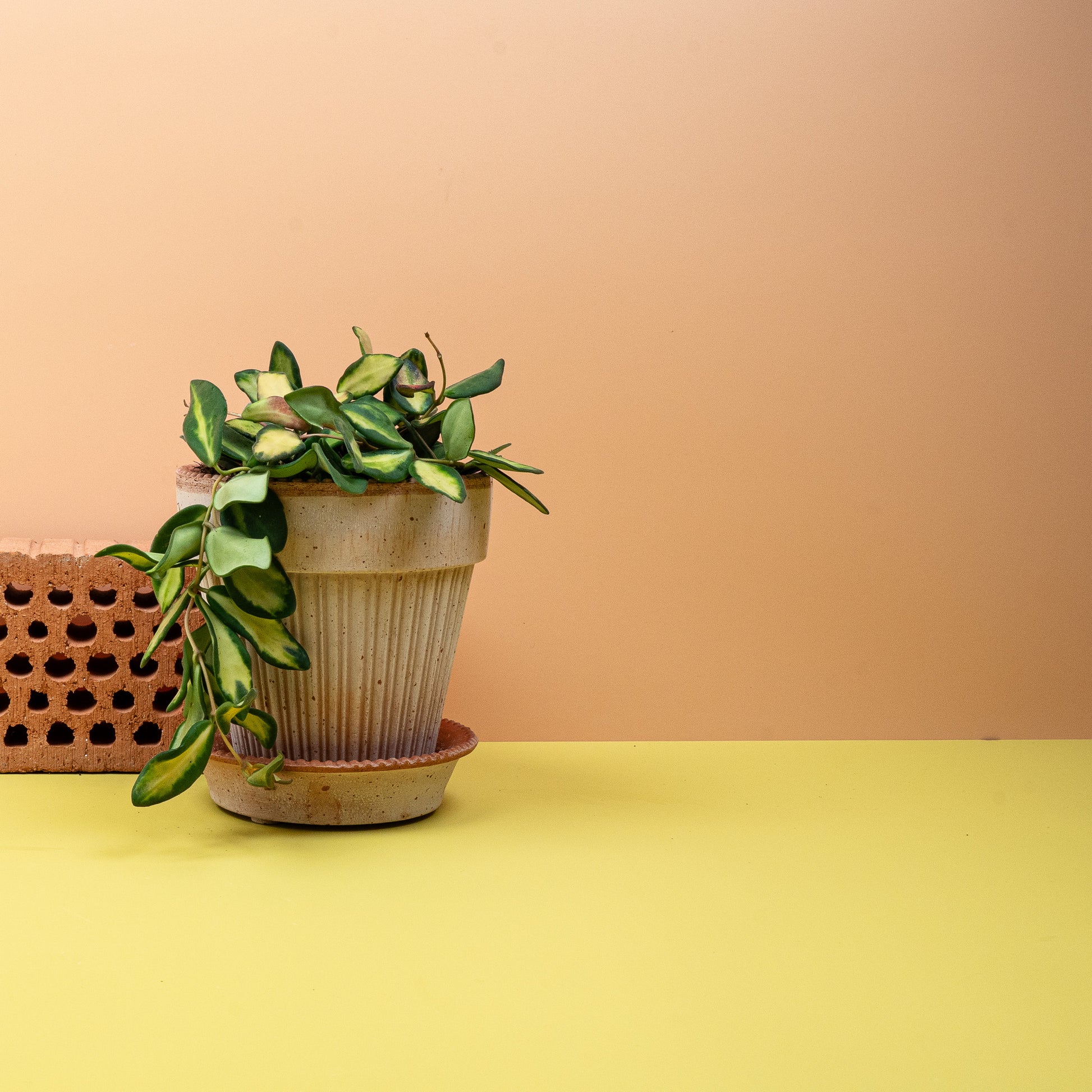 HOYA DS70 online bestellen bei potflourri