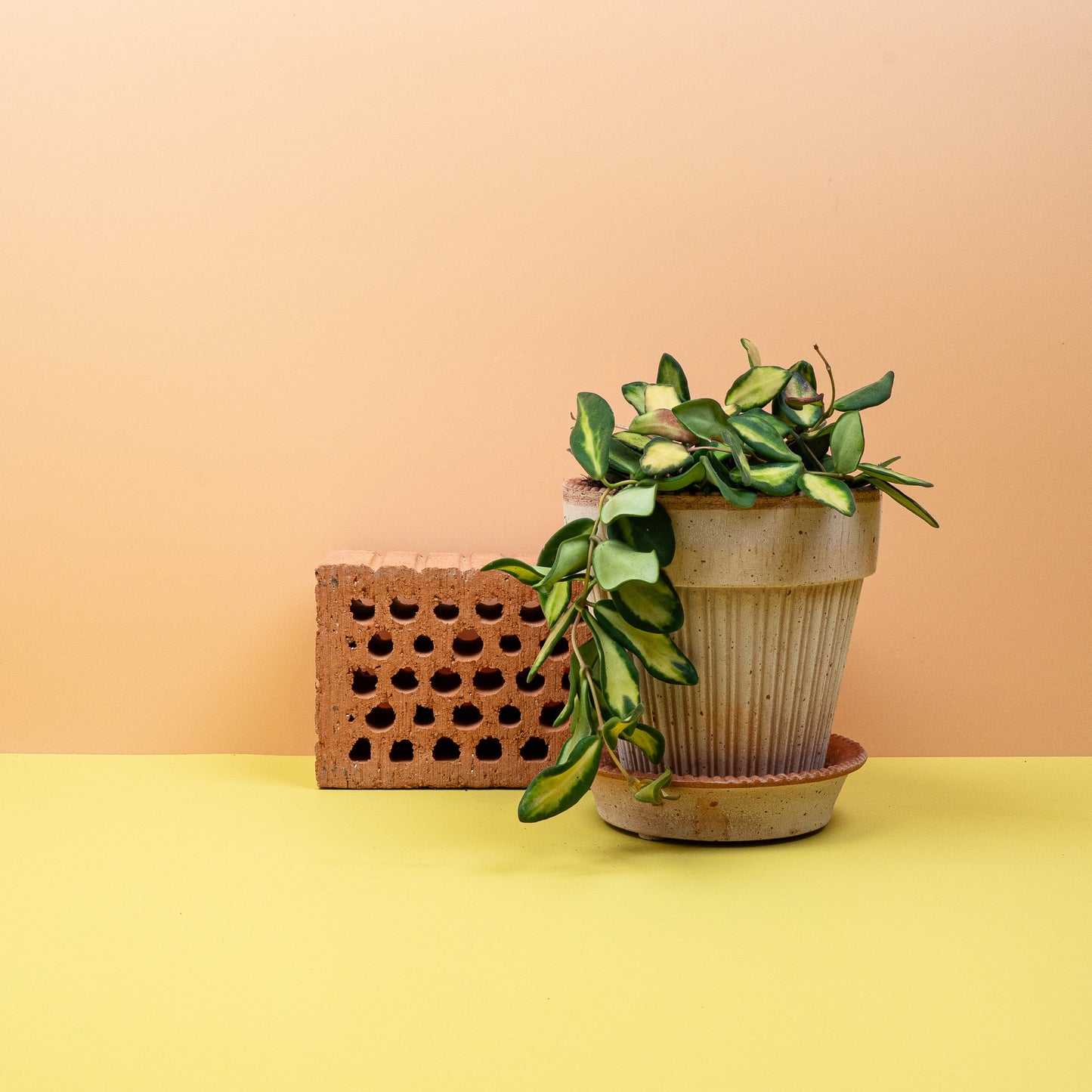 HOYA DS70 online bestellen bei potflourri