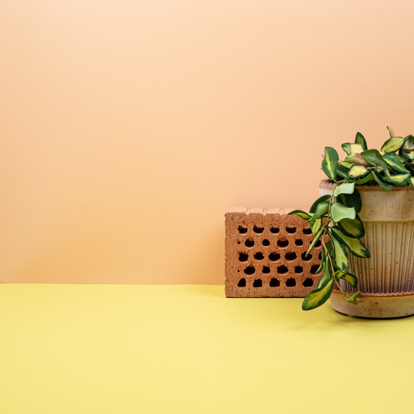 HOYA DS70 online bestellen bei potflourri