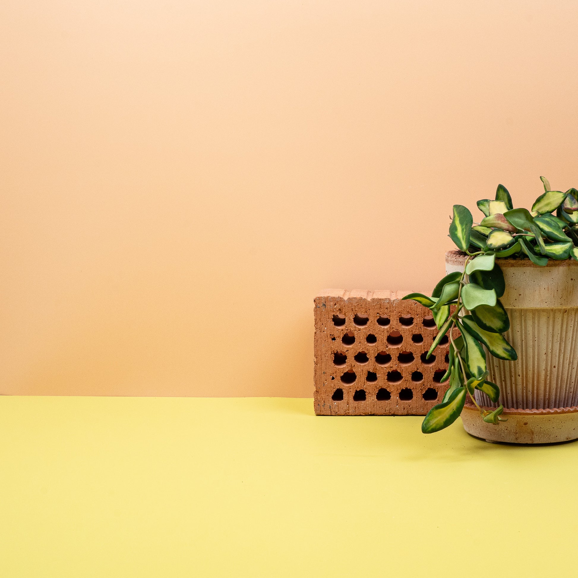 HOYA DS70 online bestellen bei potflourri