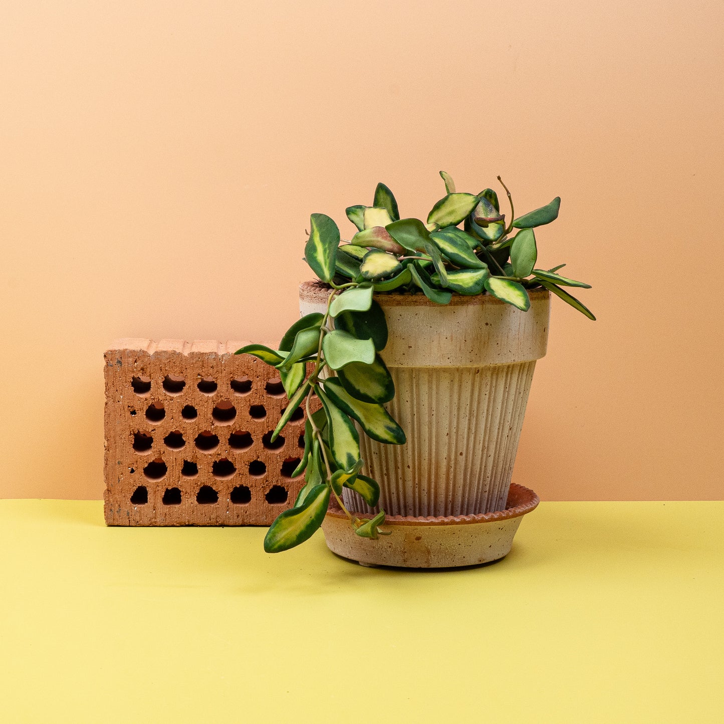 HOYA DS70 online bestellen bei potflourri