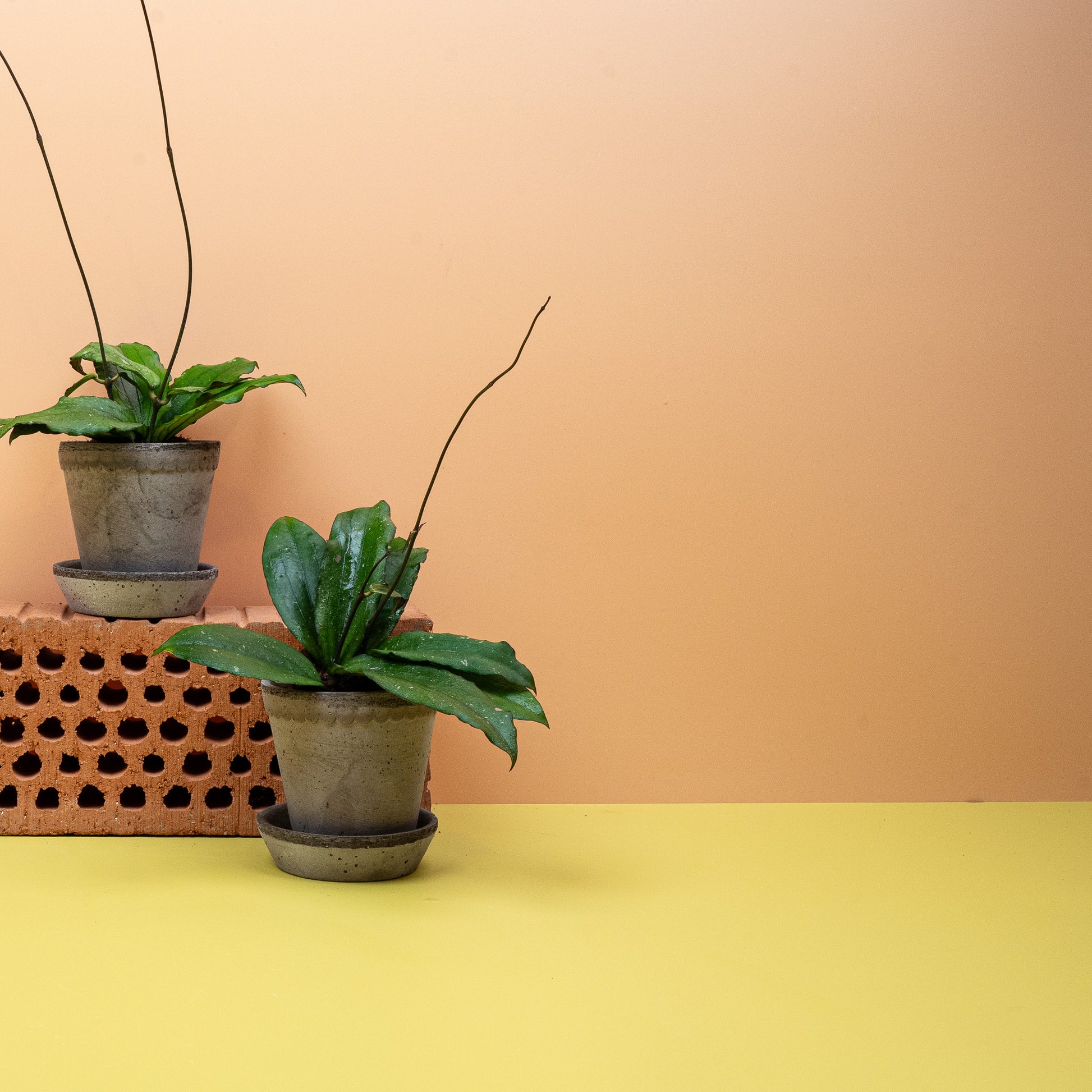 HOYA ERYTHRINA online bestellen bei potflourri