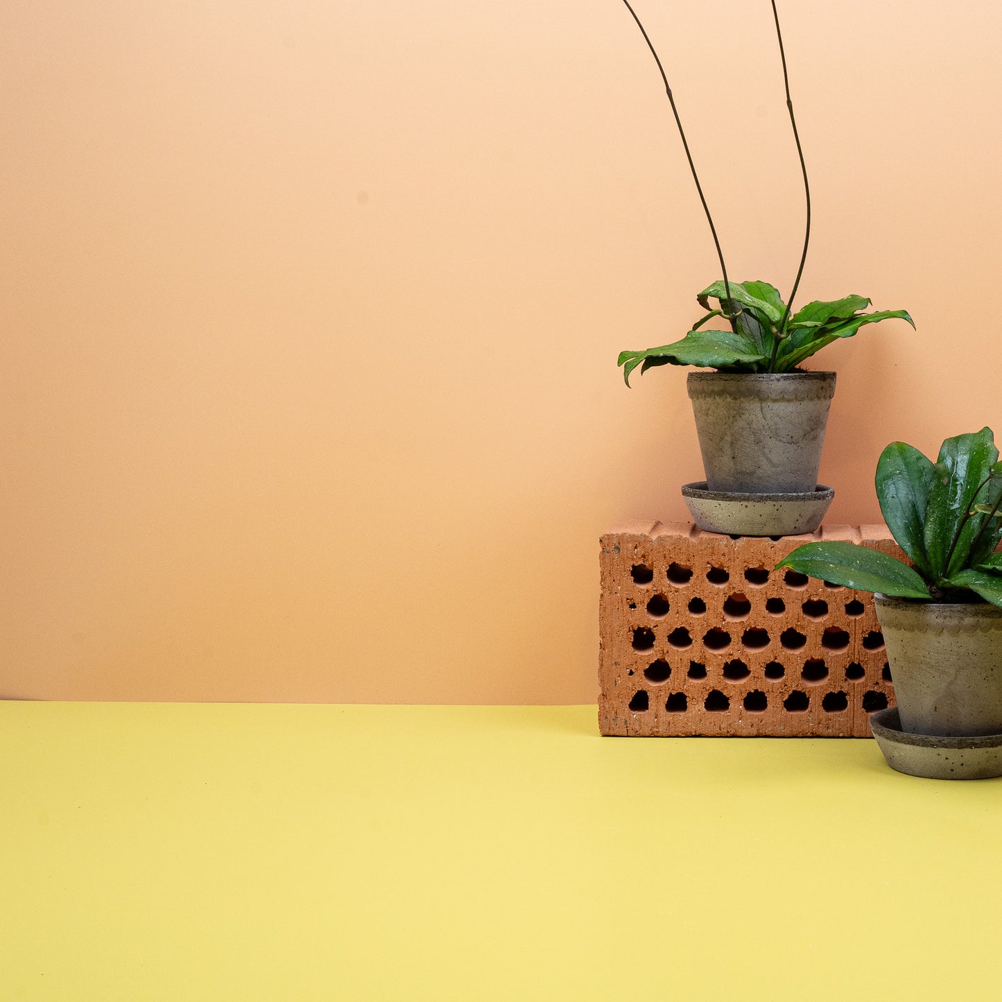 HOYA ERYTHRINA online bestellen bei potflourri