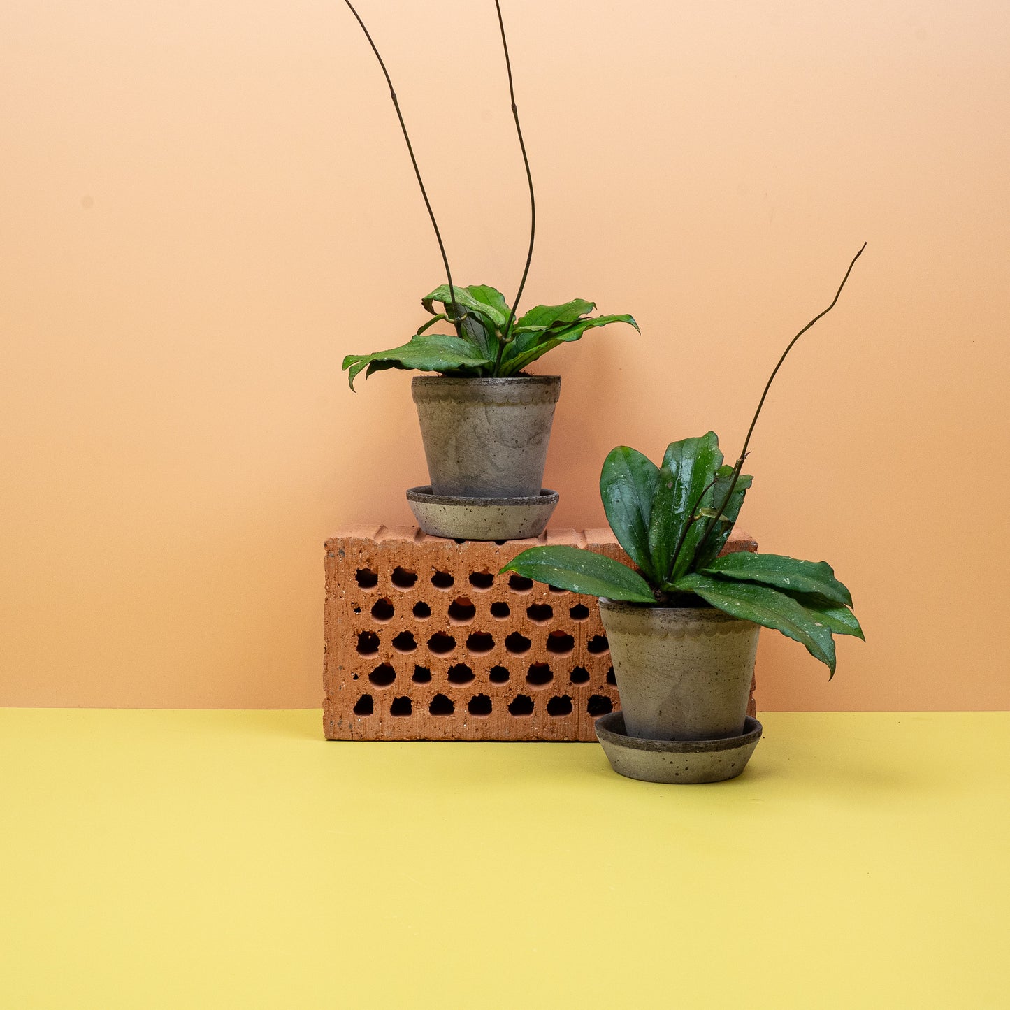 HOYA ERYTHRINA online bestellen bei potflourri