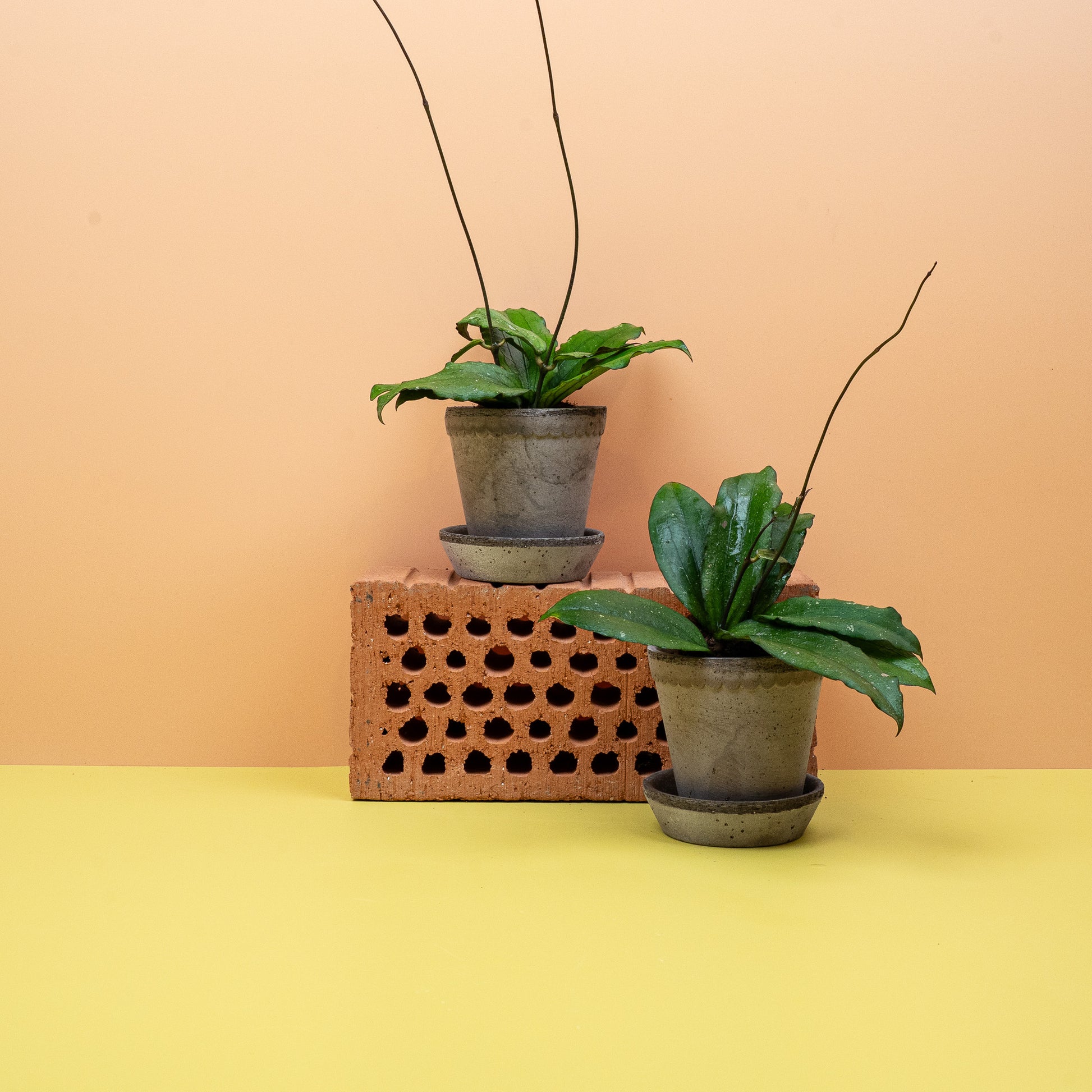 HOYA ERYTHRINA online bestellen bei potflourri