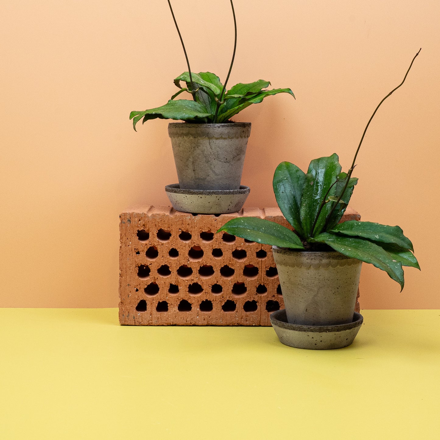 HOYA ERYTHRINA online bestellen bei potflourri