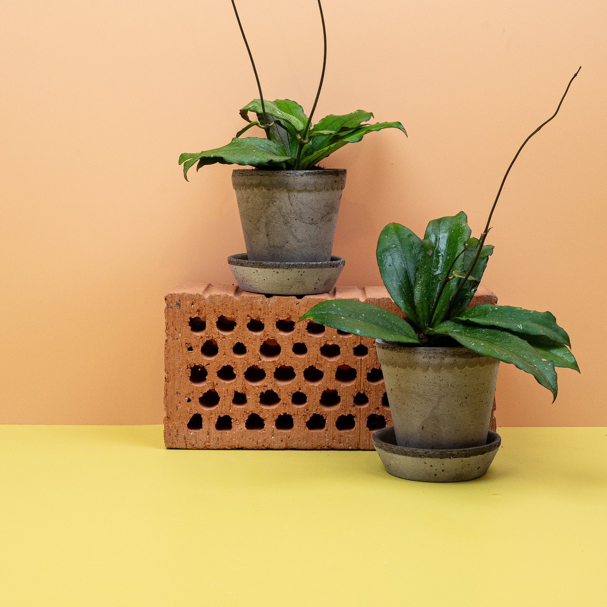 HOYA ERYTHRINA online bestellen bei potflourri