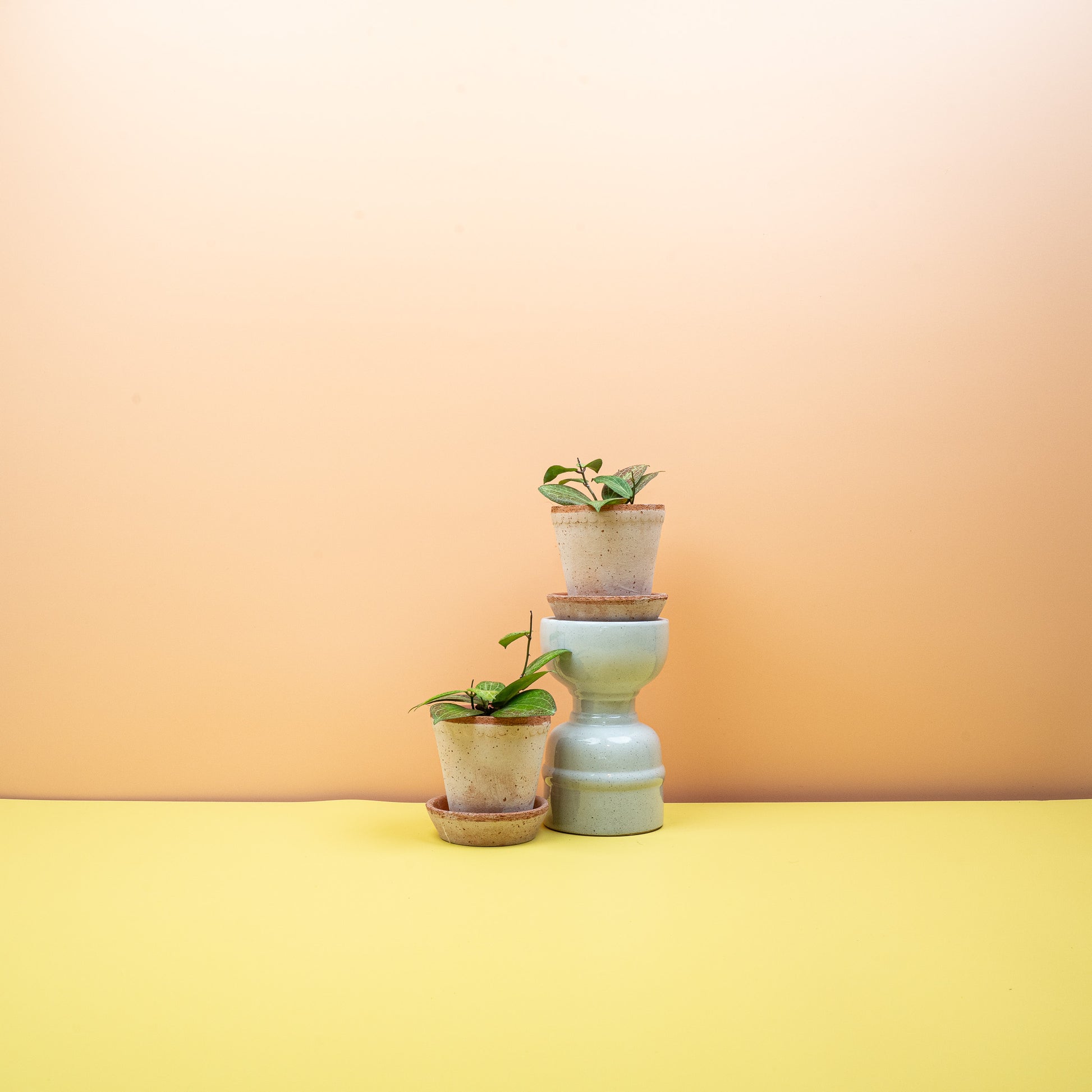 HOYA FITCHII online bestellen bei potflourri