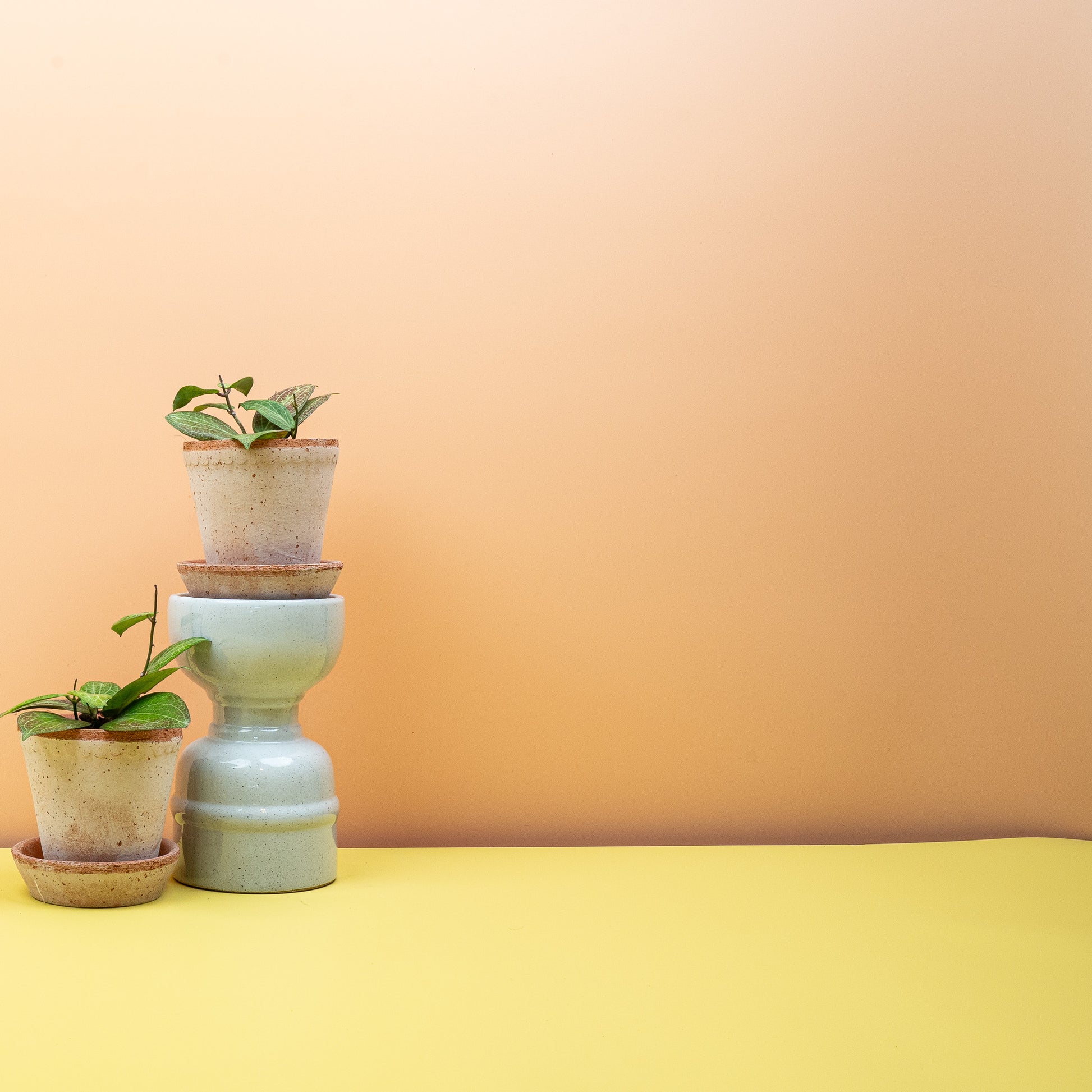 HOYA FITCHII online bestellen bei potflourri