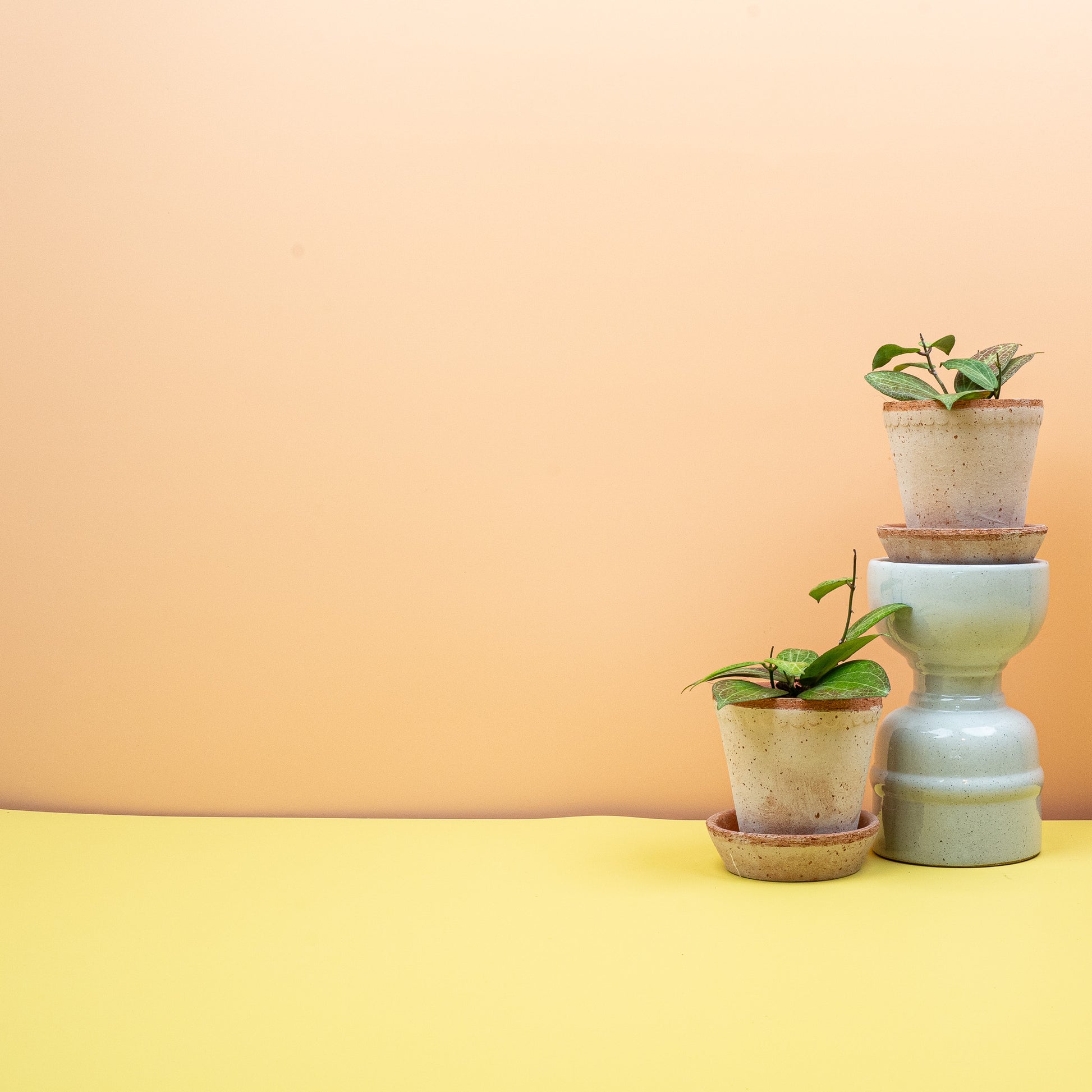 HOYA FITCHII online bestellen bei potflourri