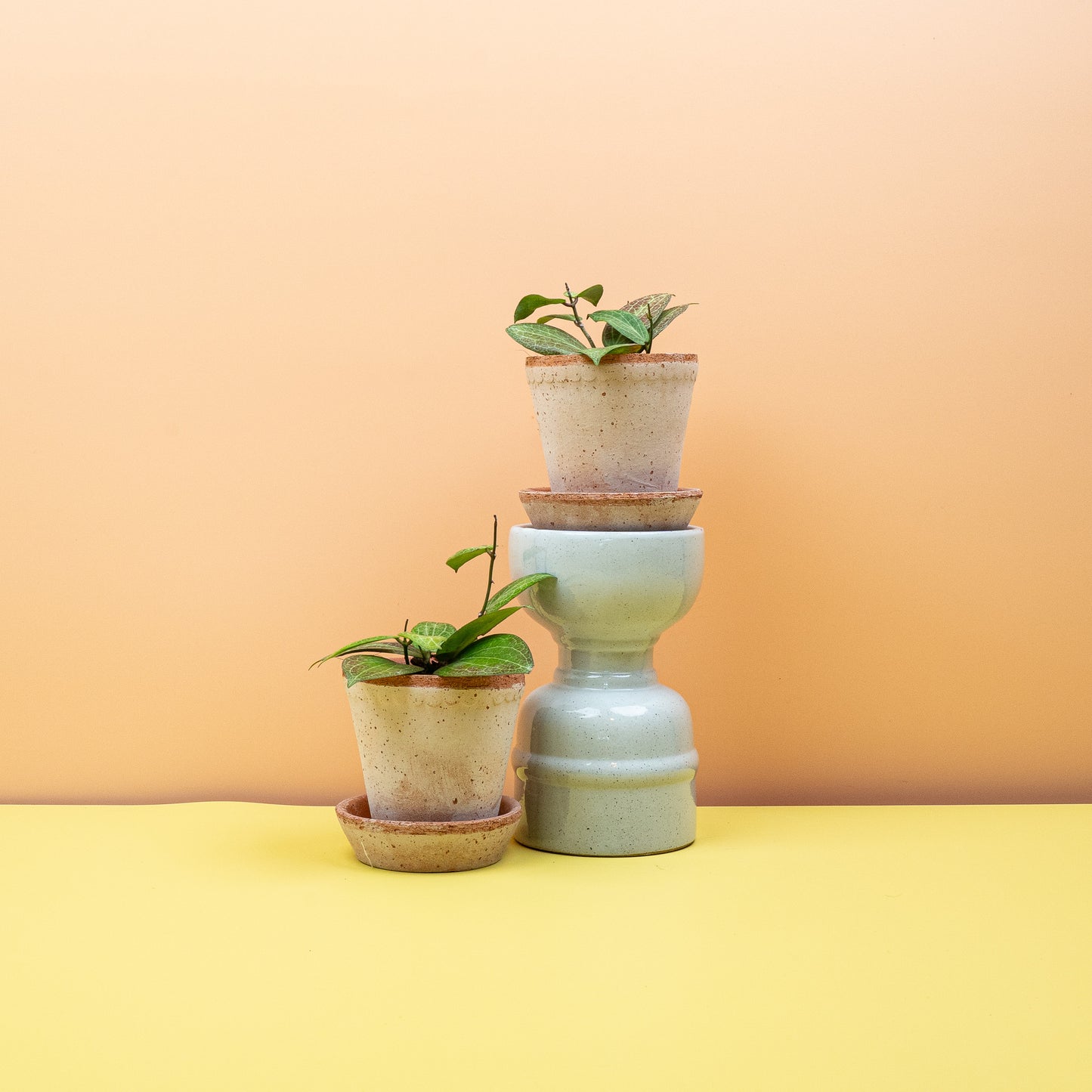 HOYA FITCHII online bestellen bei potflourri