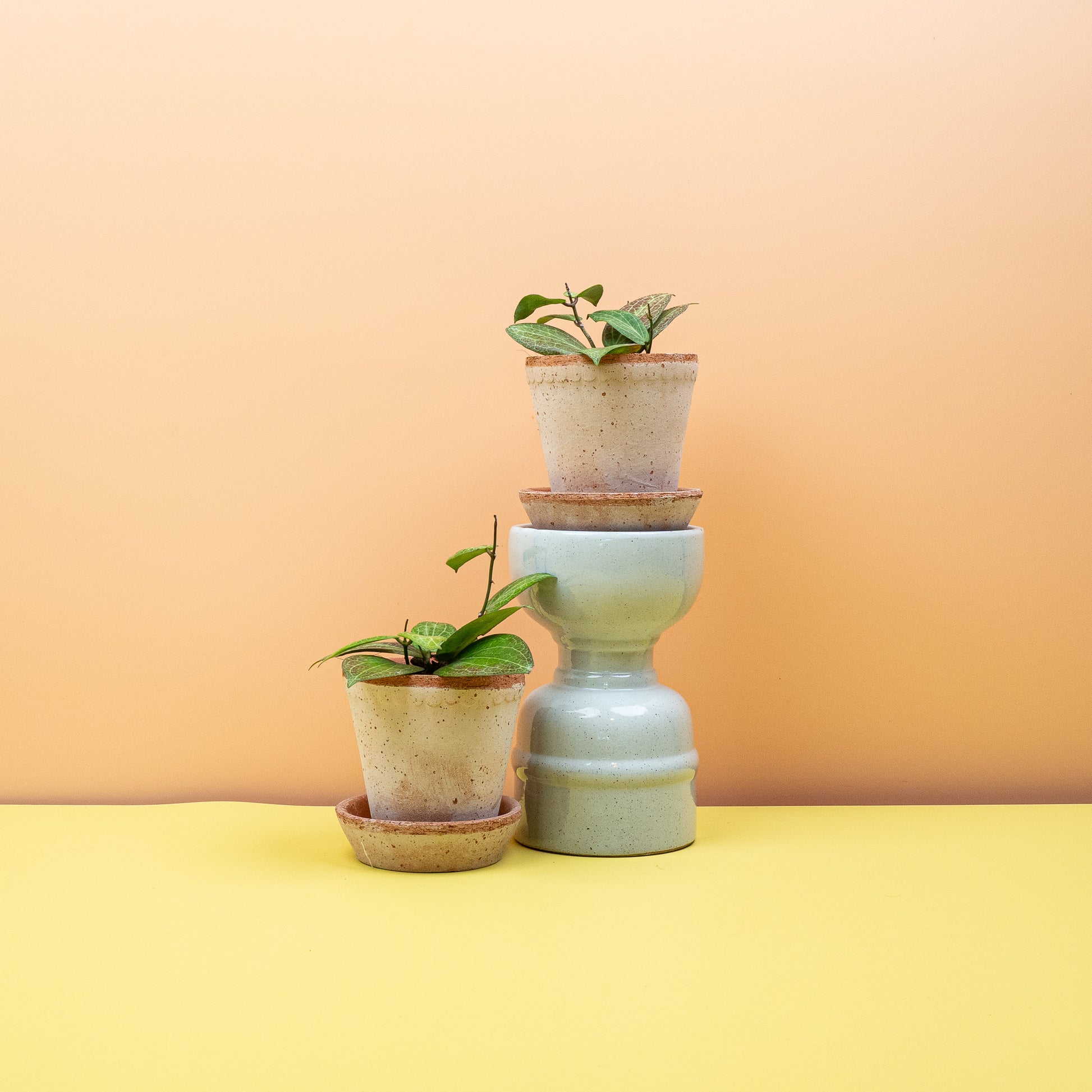 HOYA FITCHII online bestellen bei potflourri