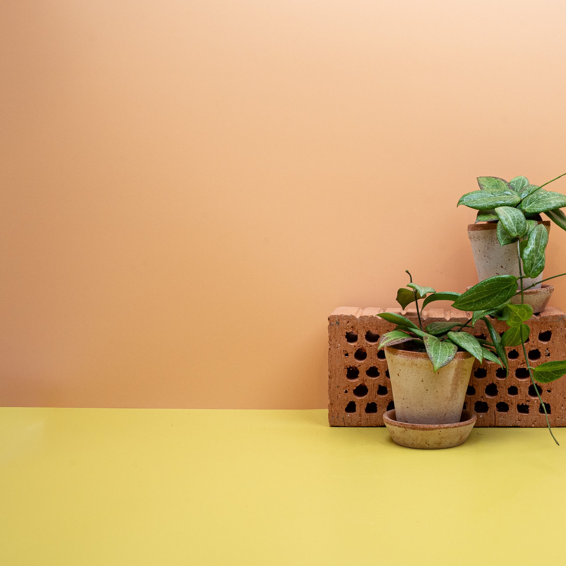 HOYA FITCHII online bestellen bei potflourri