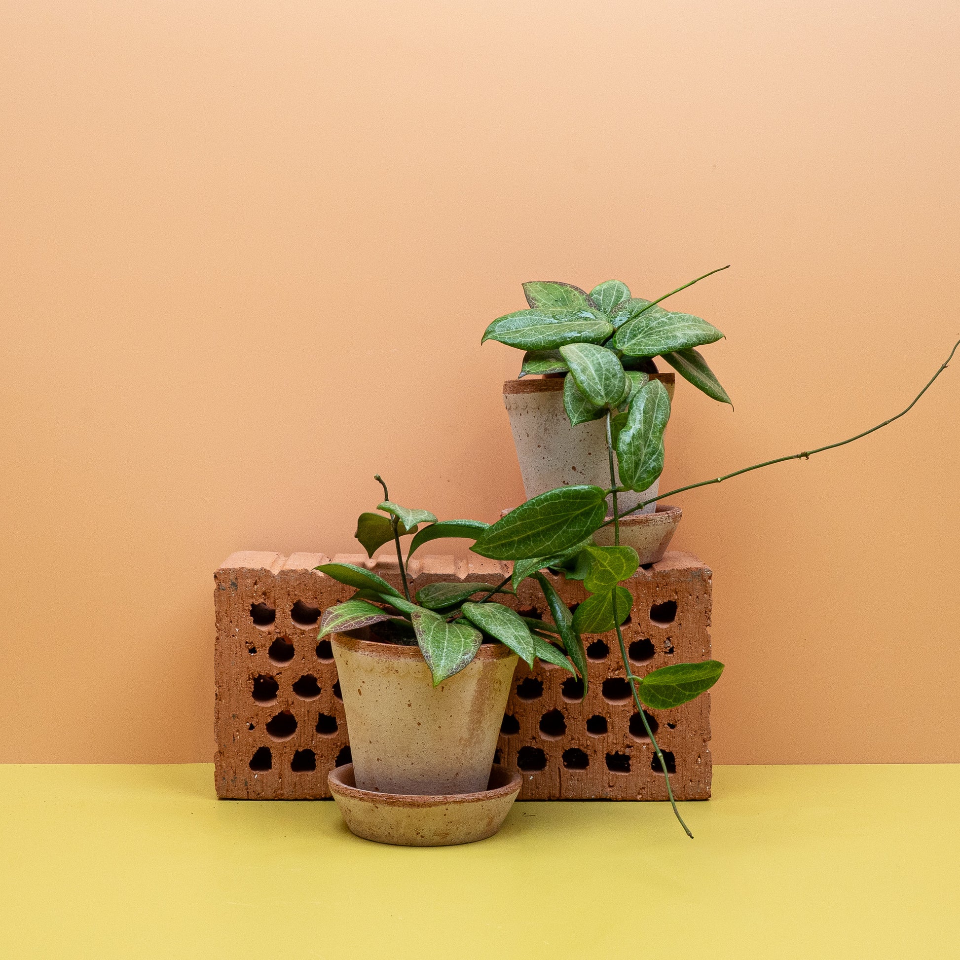 HOYA FITCHII online bestellen bei potflourri