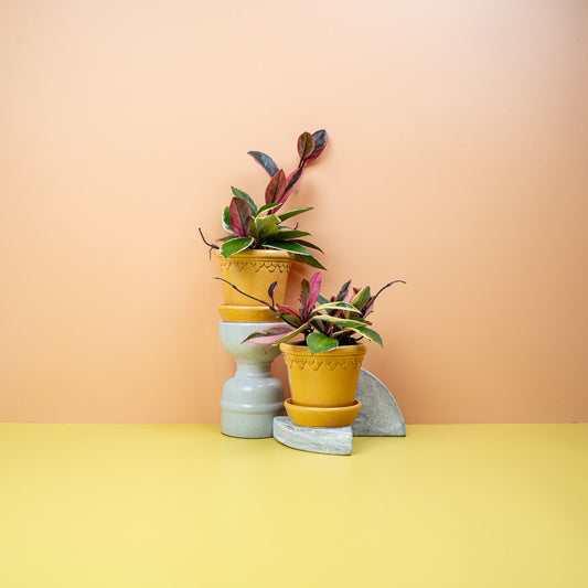 HOYA FLAMINGO DREAM online bestellen bei potflourri