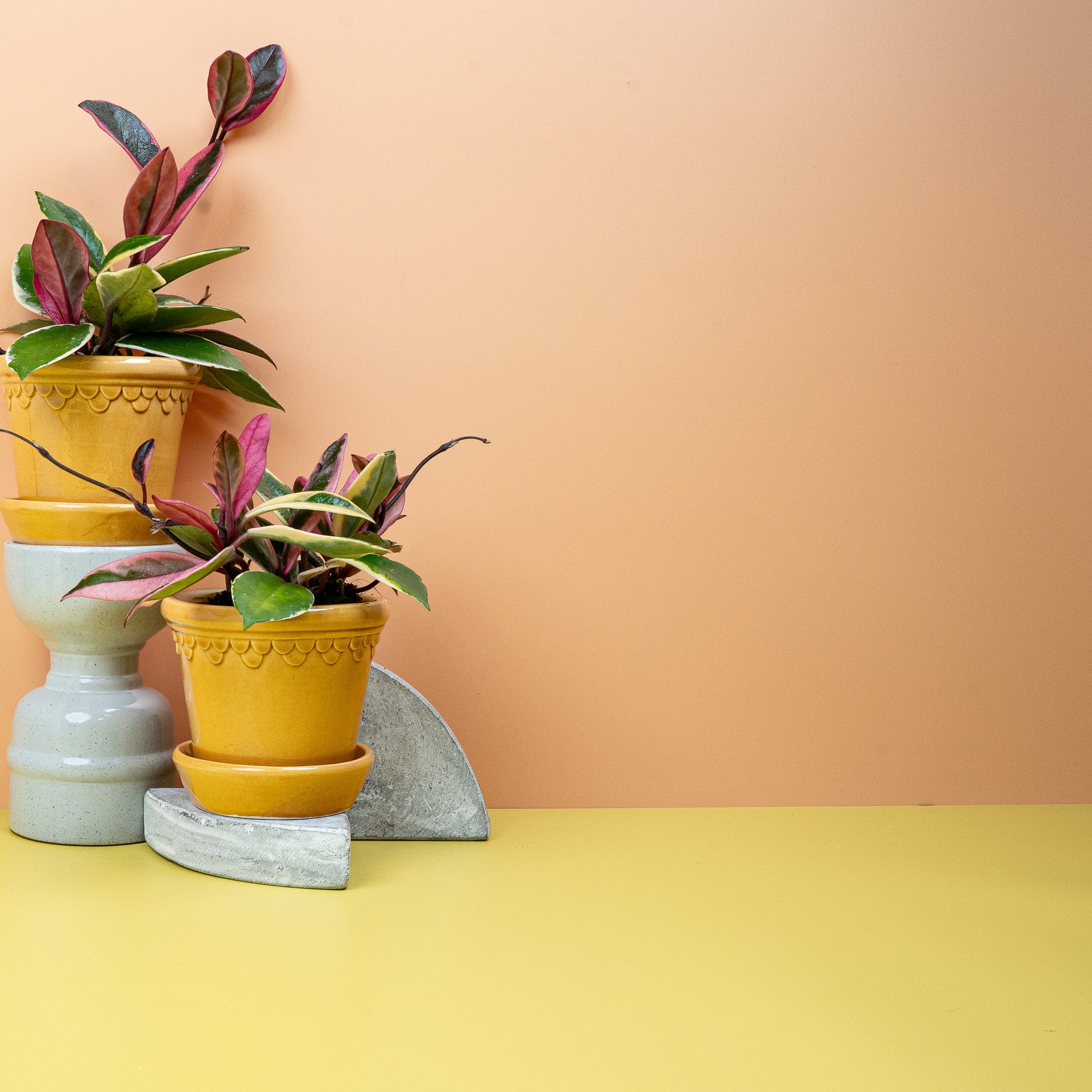HOYA FLAMINGO DREAM online bestellen bei potflourri