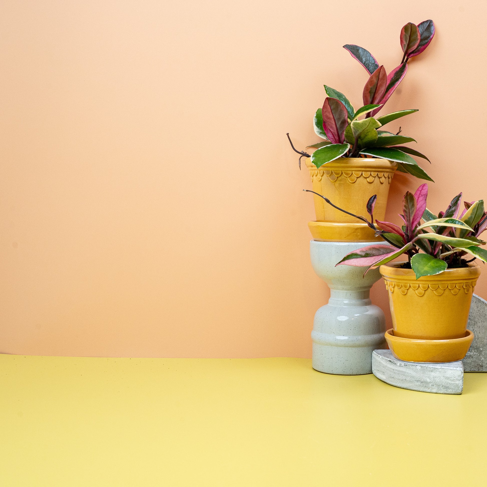 HOYA FLAMINGO DREAM online bestellen bei potflourri