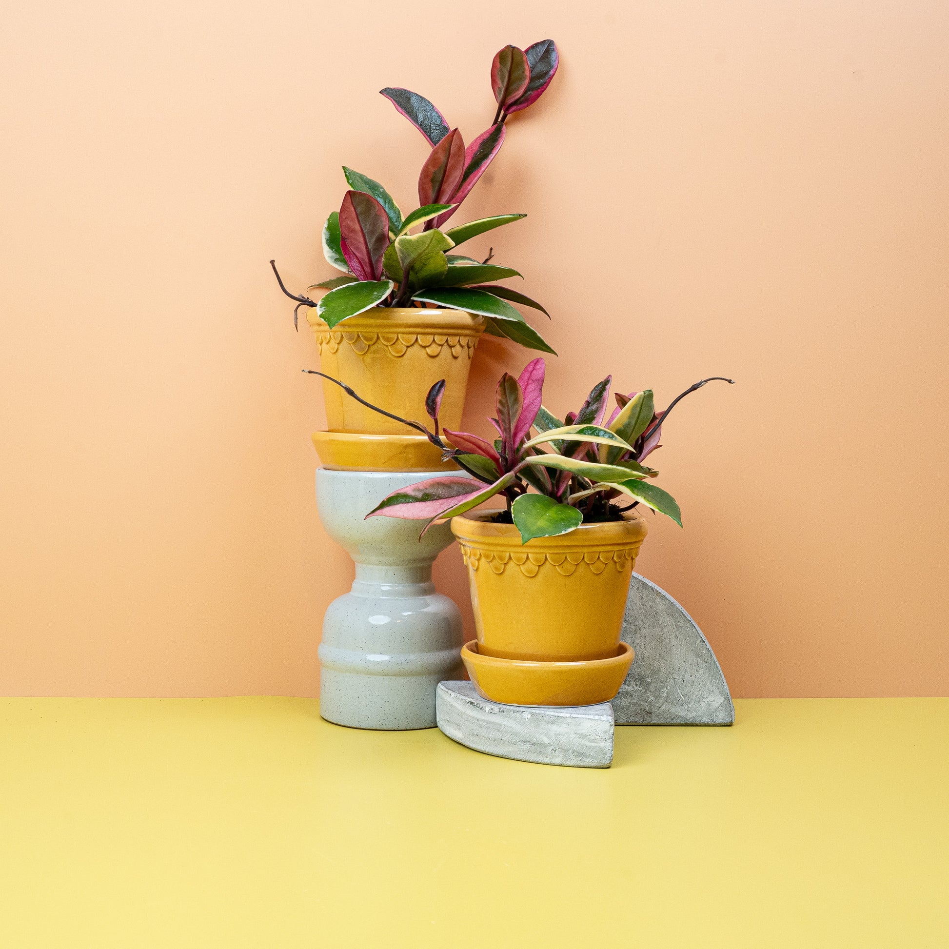HOYA FLAMINGO DREAM online bestellen bei potflourri
