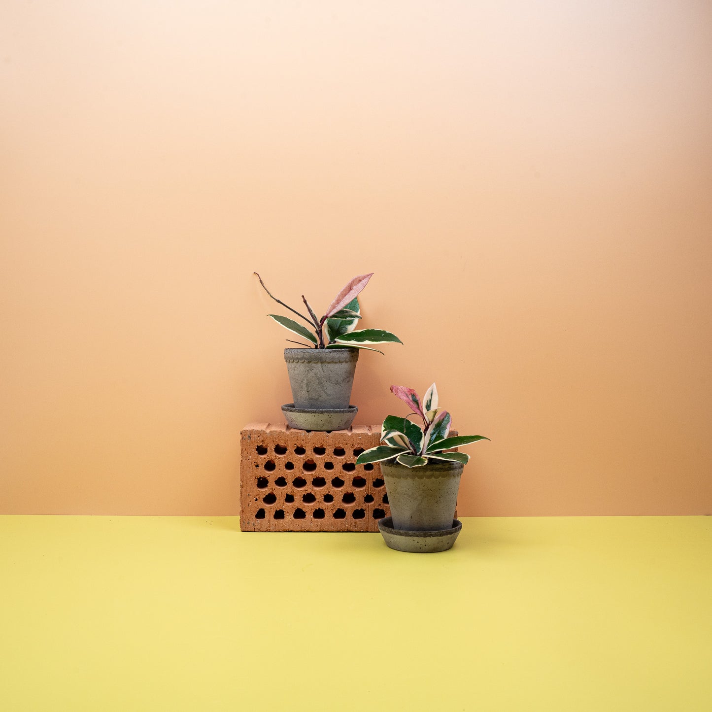 HOYA FLAMINGO DREAM online bestellen bei potflourri