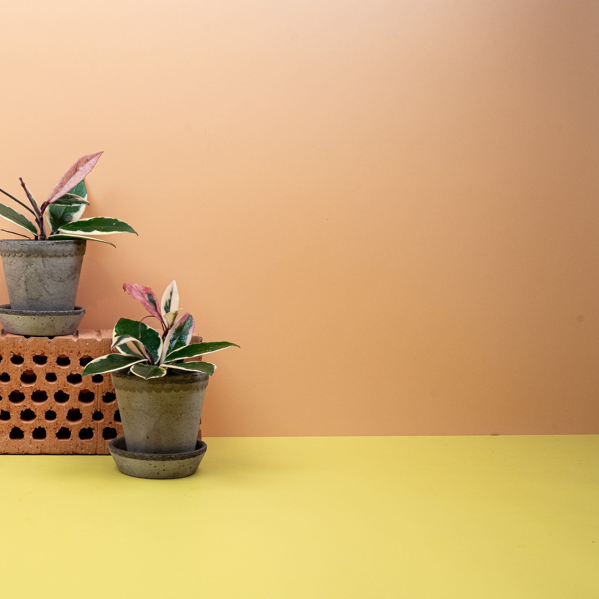 HOYA FLAMINGO DREAM online bestellen bei potflourri