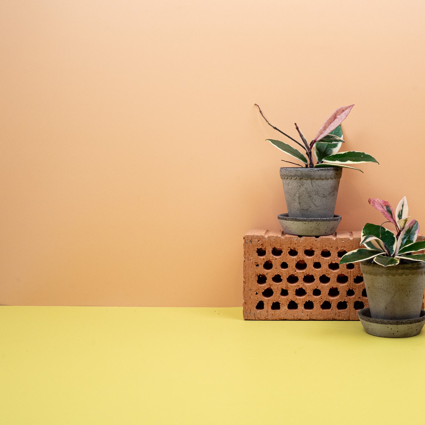 HOYA FLAMINGO DREAM online bestellen bei potflourri