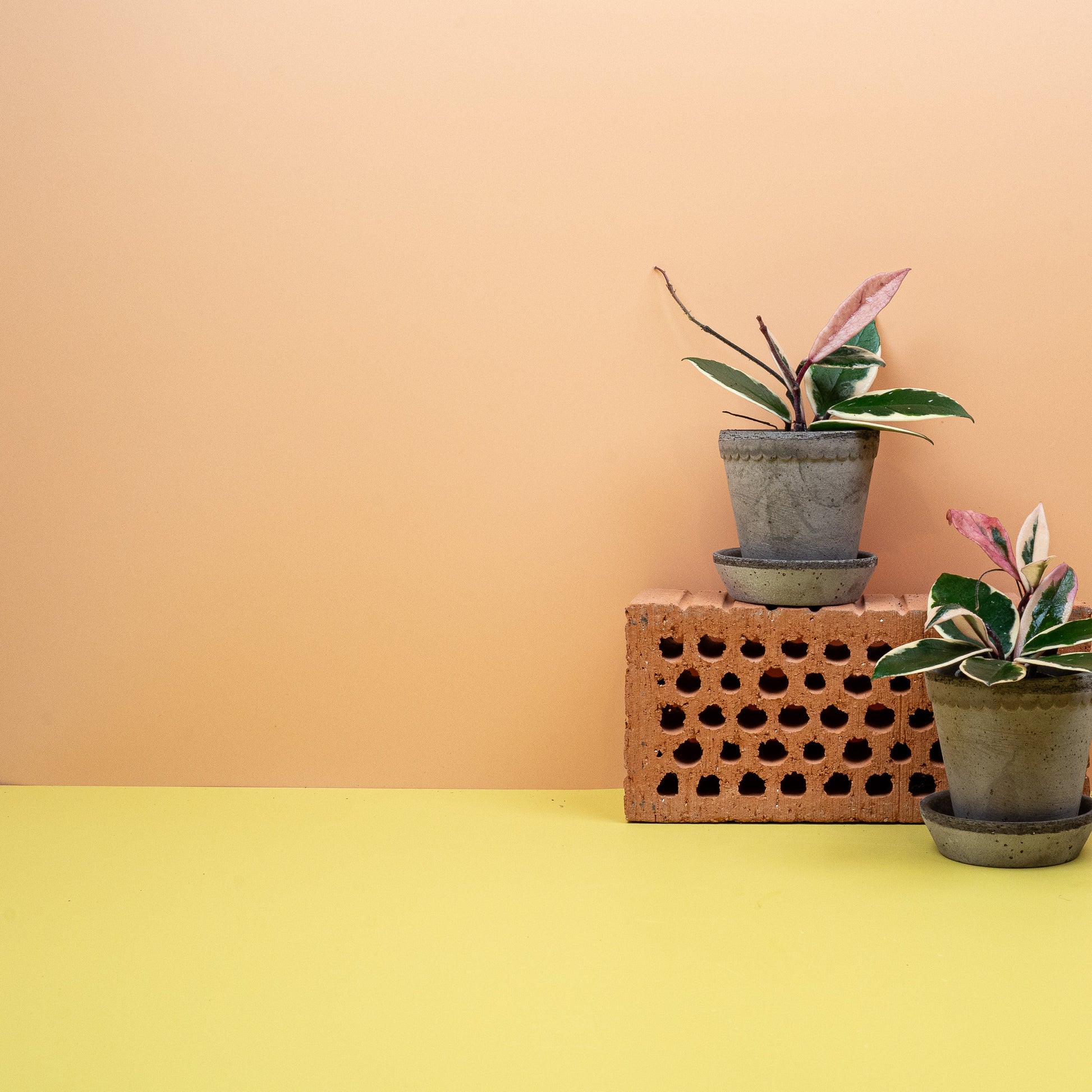 HOYA FLAMINGO DREAM online bestellen bei potflourri