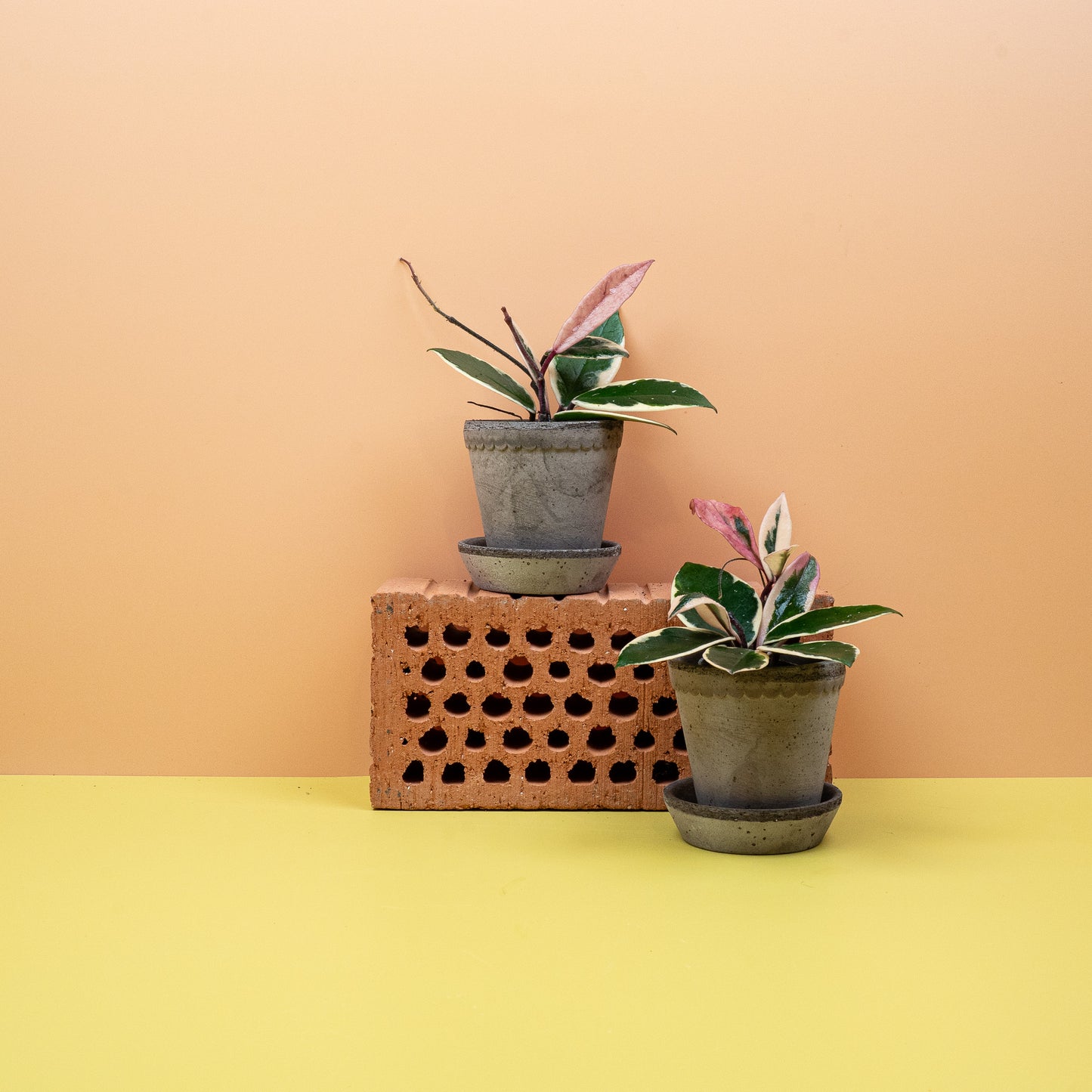 HOYA FLAMINGO DREAM online bestellen bei potflourri