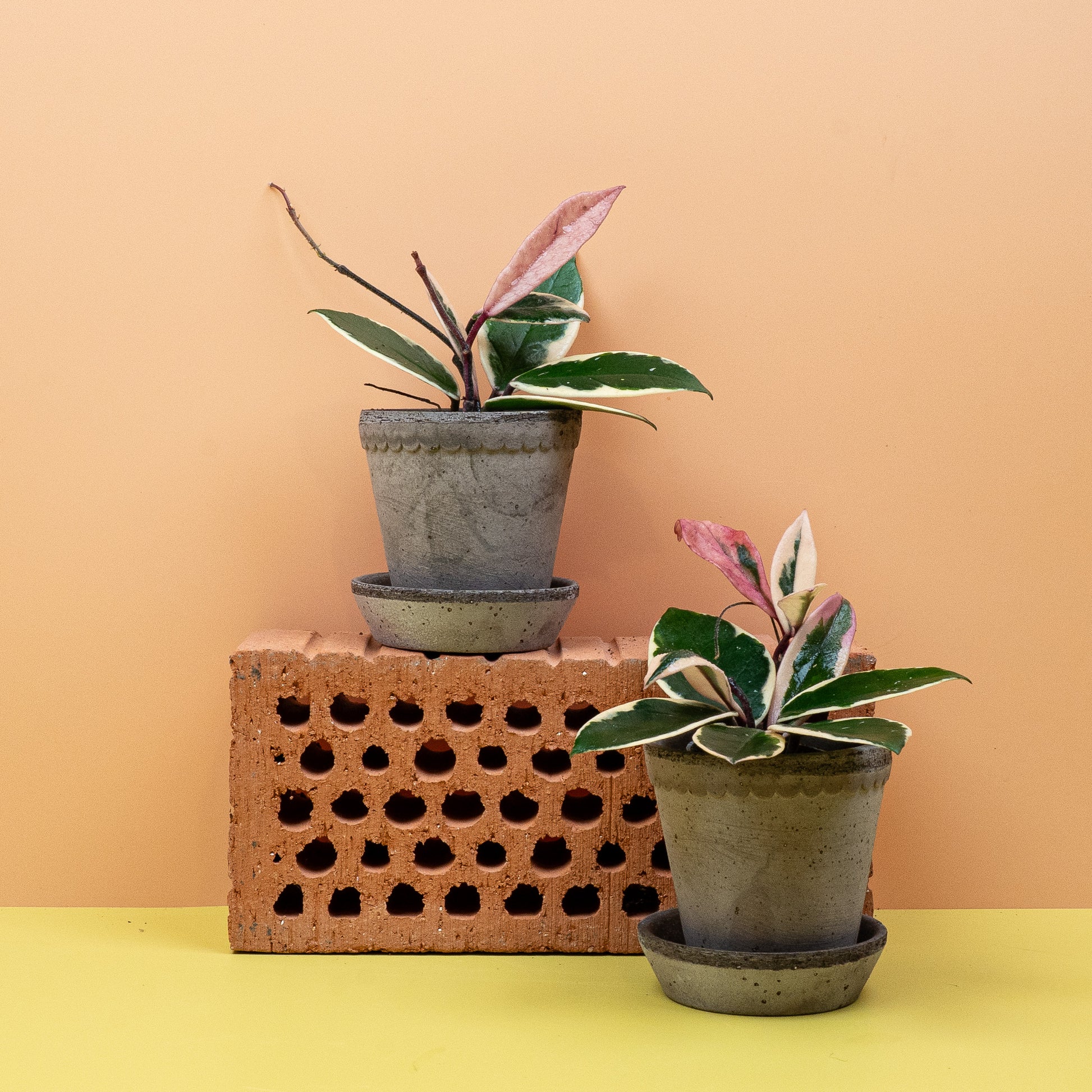 HOYA FLAMINGO DREAM online bestellen bei potflourri