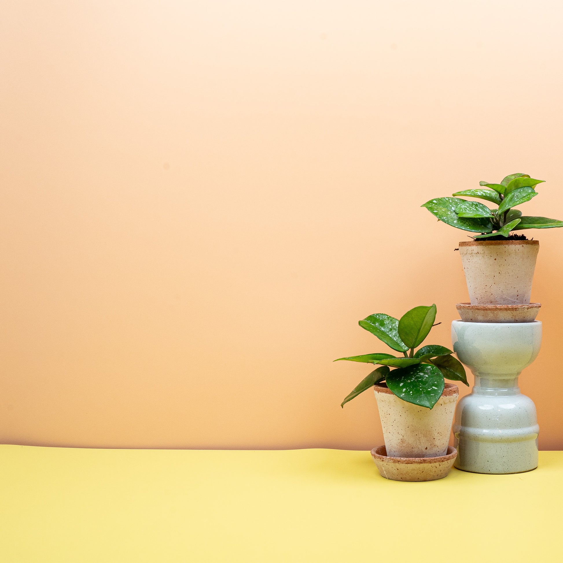 HOYA FRECKLES SPLASH online bestellen bei potflourri