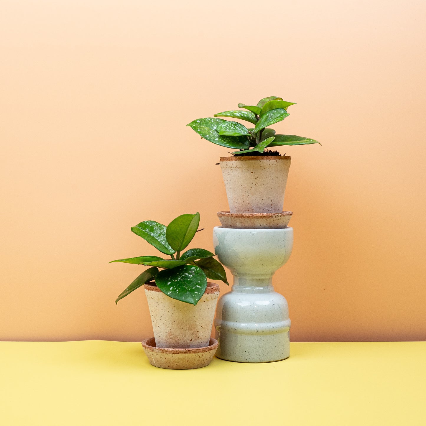 HOYA FRECKLES SPLASH online bestellen bei potflourri