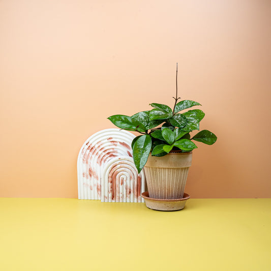 HOYA FRECKLES SPLASH online bestellen bei potflourri
