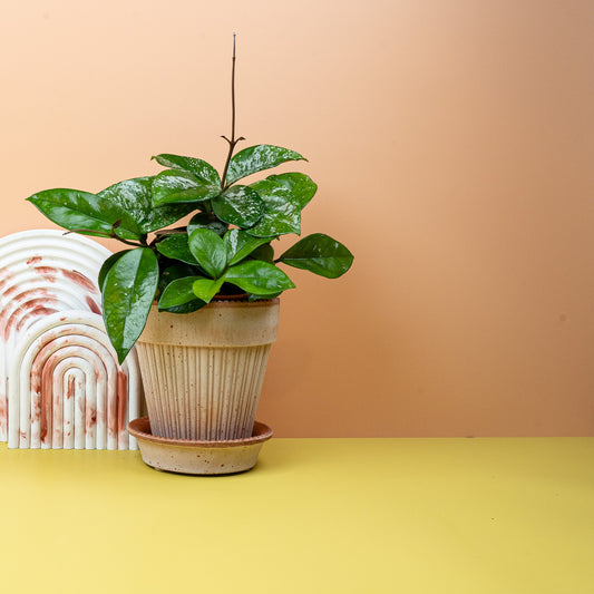 HOYA FRECKLES SPLASH online bestellen bei potflourri
