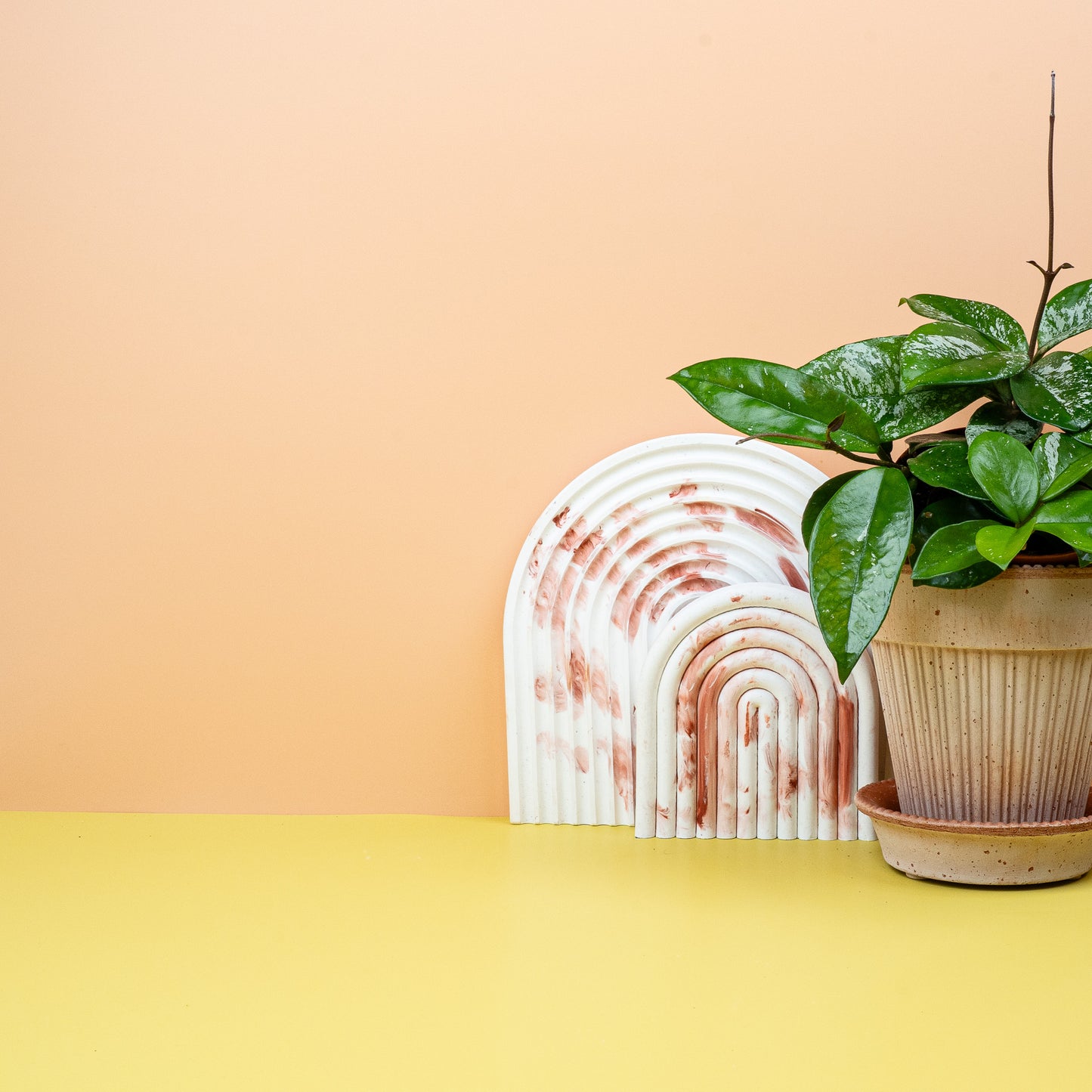HOYA FRECKLES SPLASH online bestellen bei potflourri