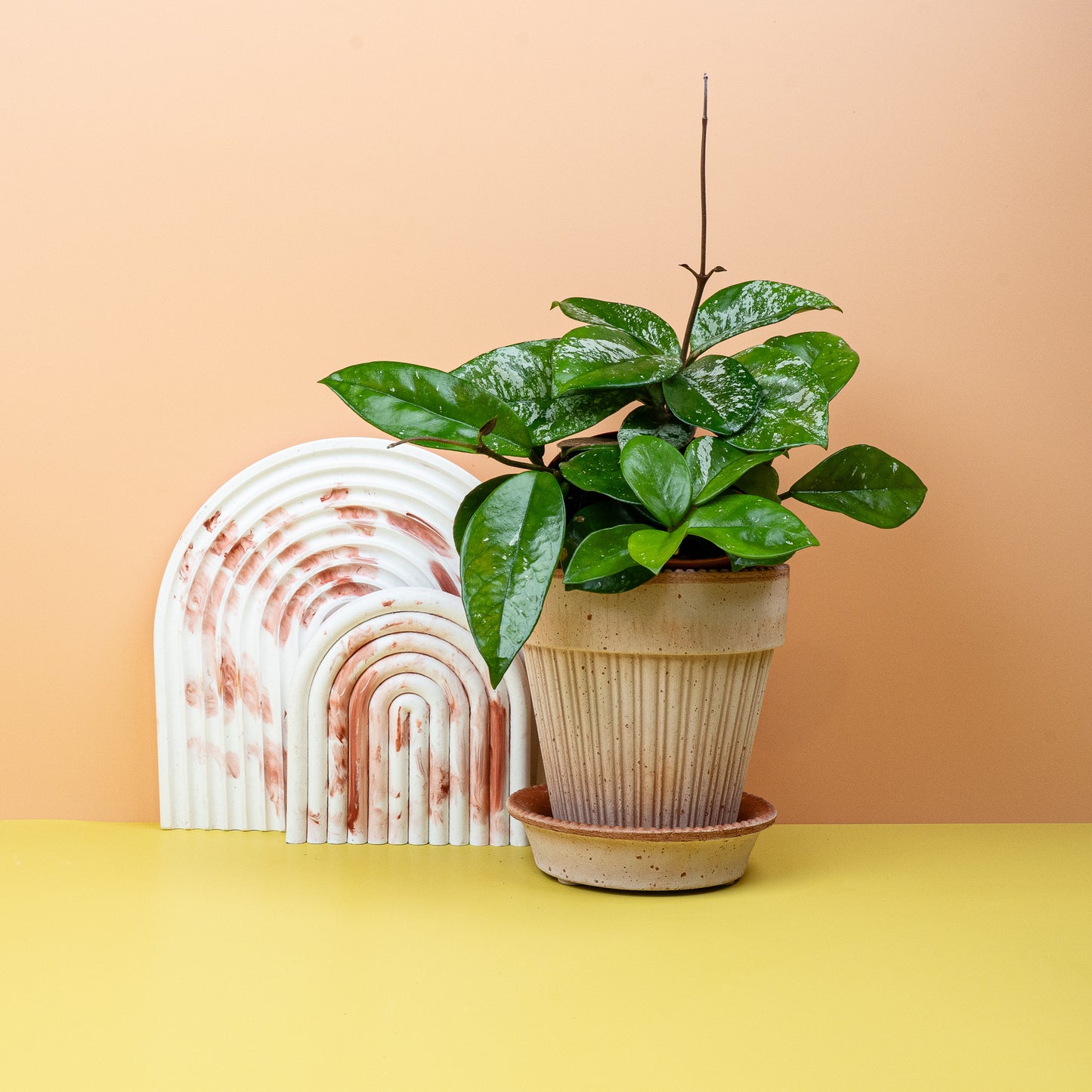 HOYA FRECKLES SPLASH online bestellen bei potflourri