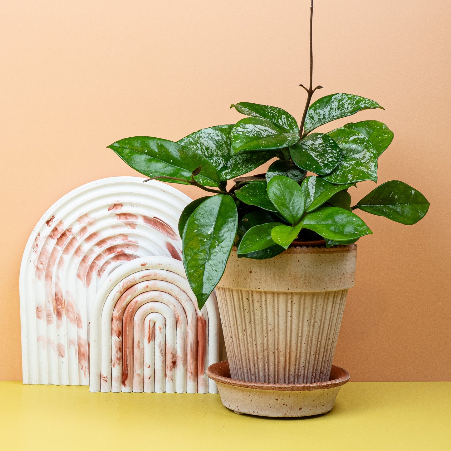 HOYA FRECKLES SPLASH online bestellen bei potflourri