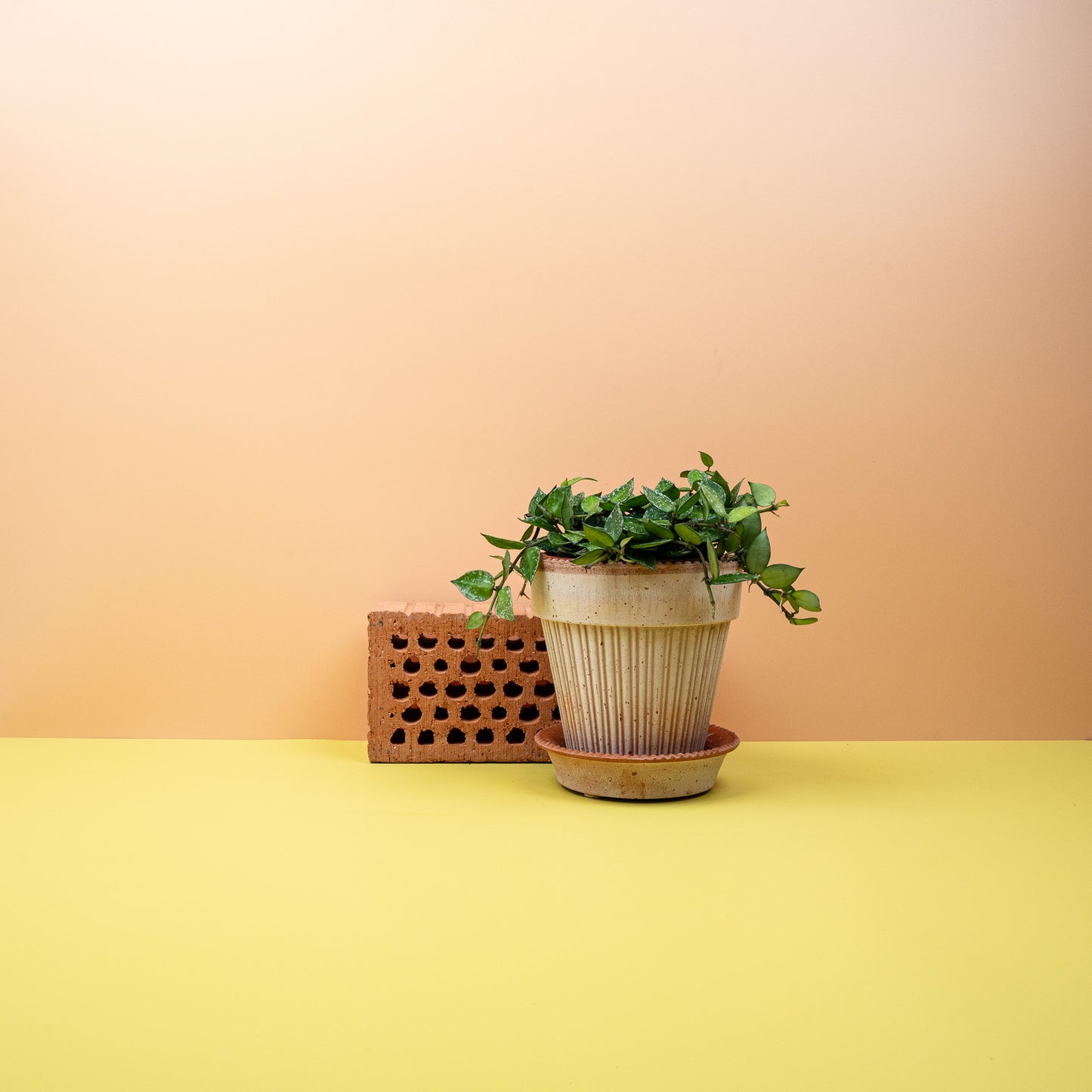 HOYA KROHNIANA SPLASH online bestellen bei potflourri