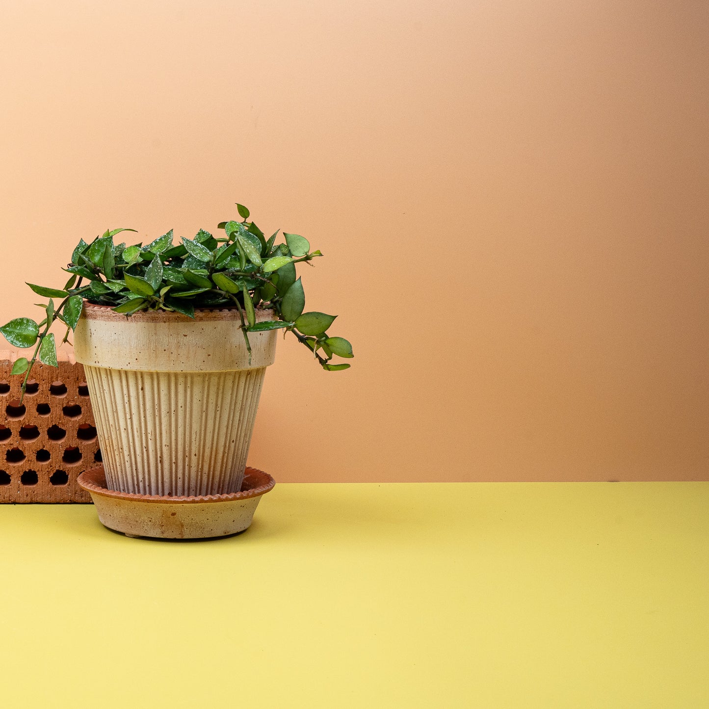 HOYA KROHNIANA SPLASH online bestellen bei potflourri