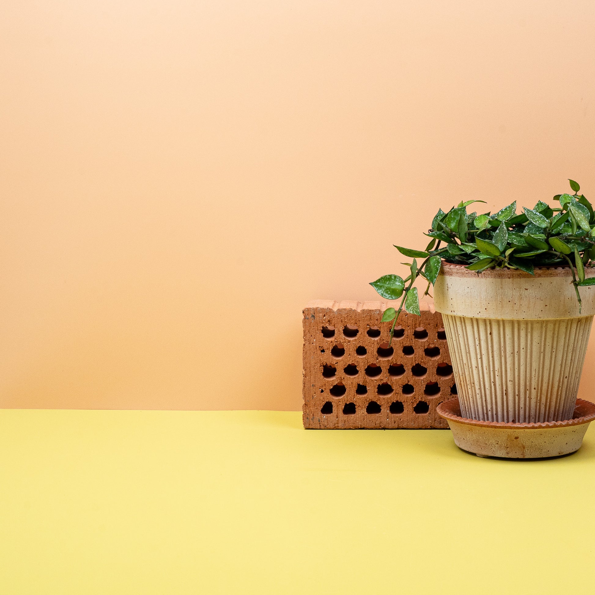 HOYA KROHNIANA SPLASH online bestellen bei potflourri