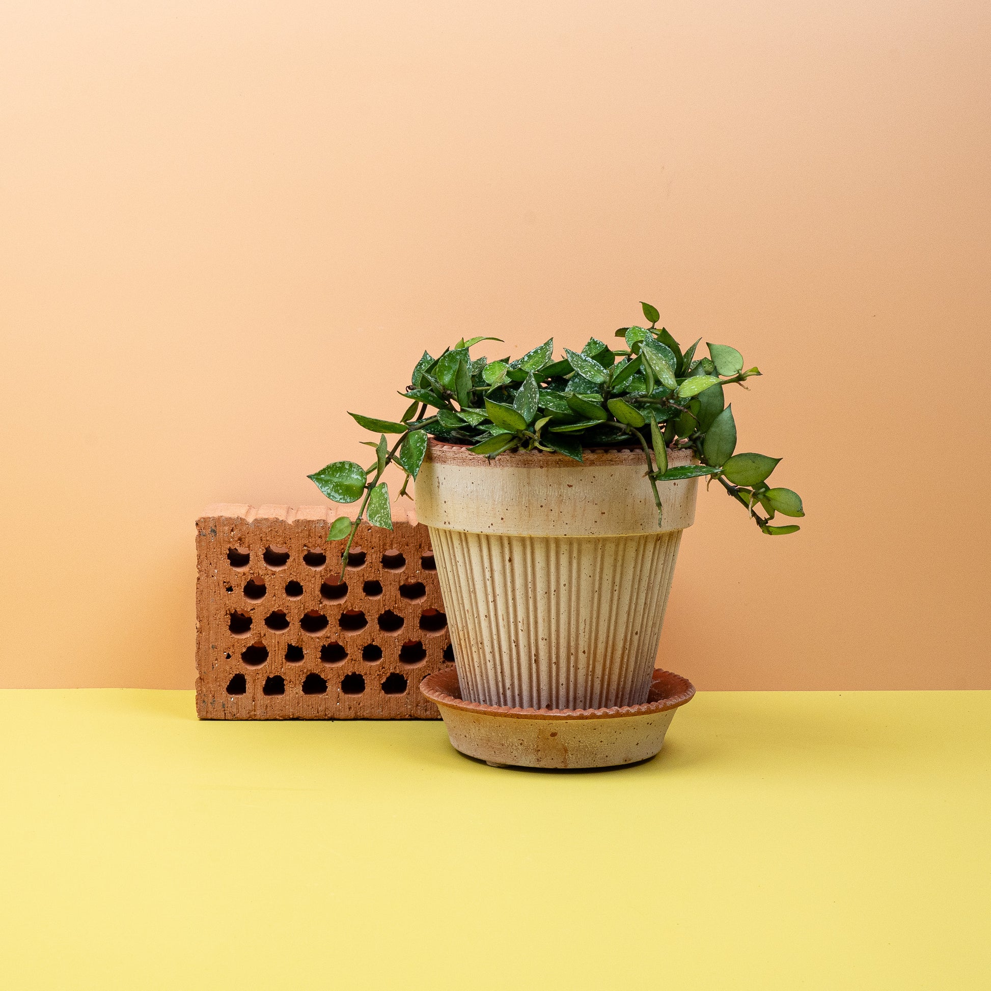 HOYA KROHNIANA SPLASH online bestellen bei potflourri