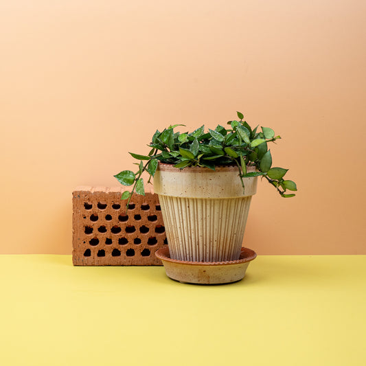 HOYA KROHNIANA SPLASH online bestellen bei potflourri