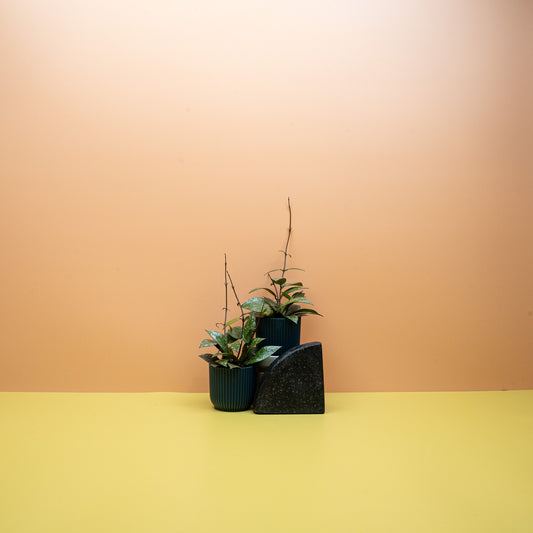 HOYA NABAWANENSIS SPLASH online bestellen bei potflourri