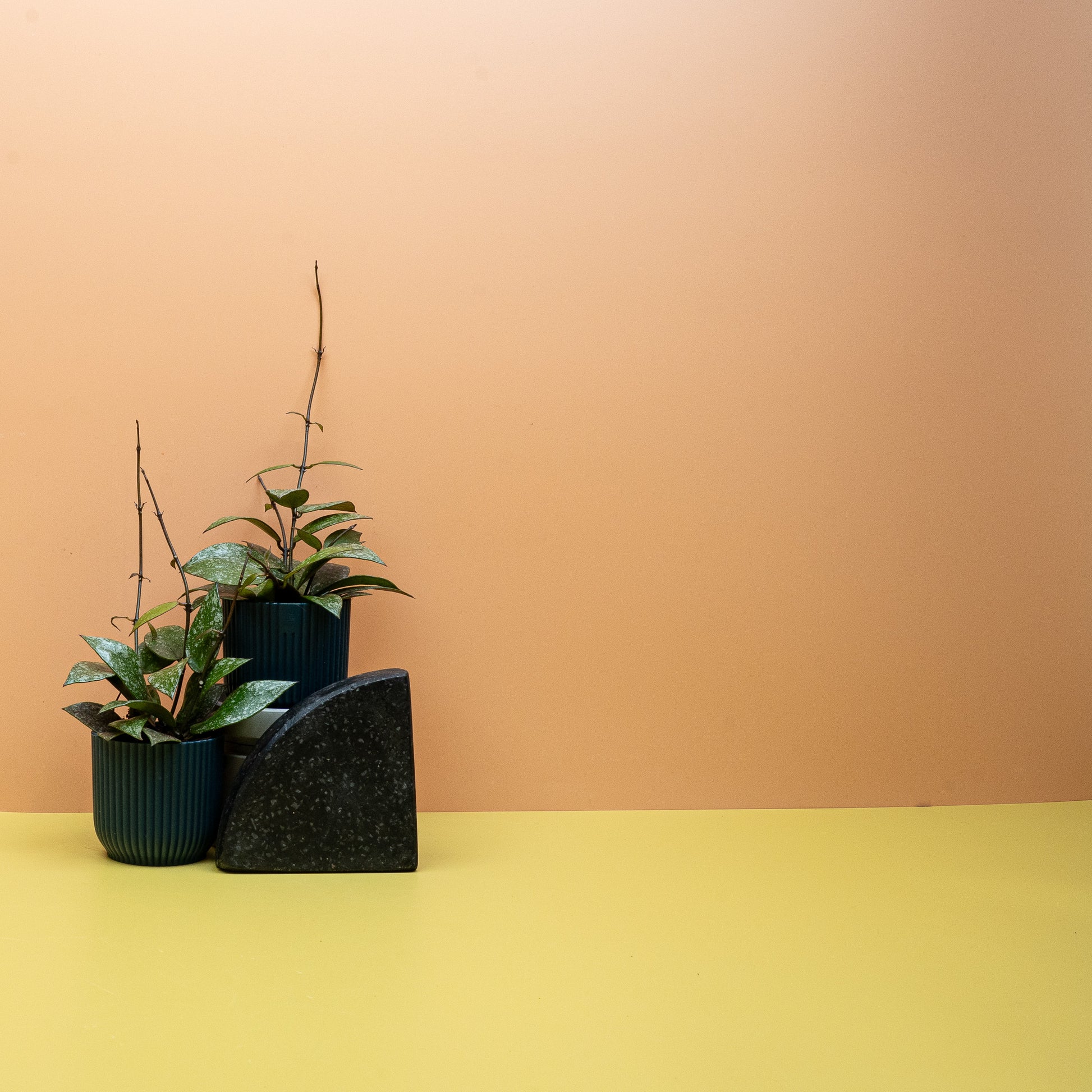 HOYA NABAWANENSIS SPLASH online bestellen bei potflourri