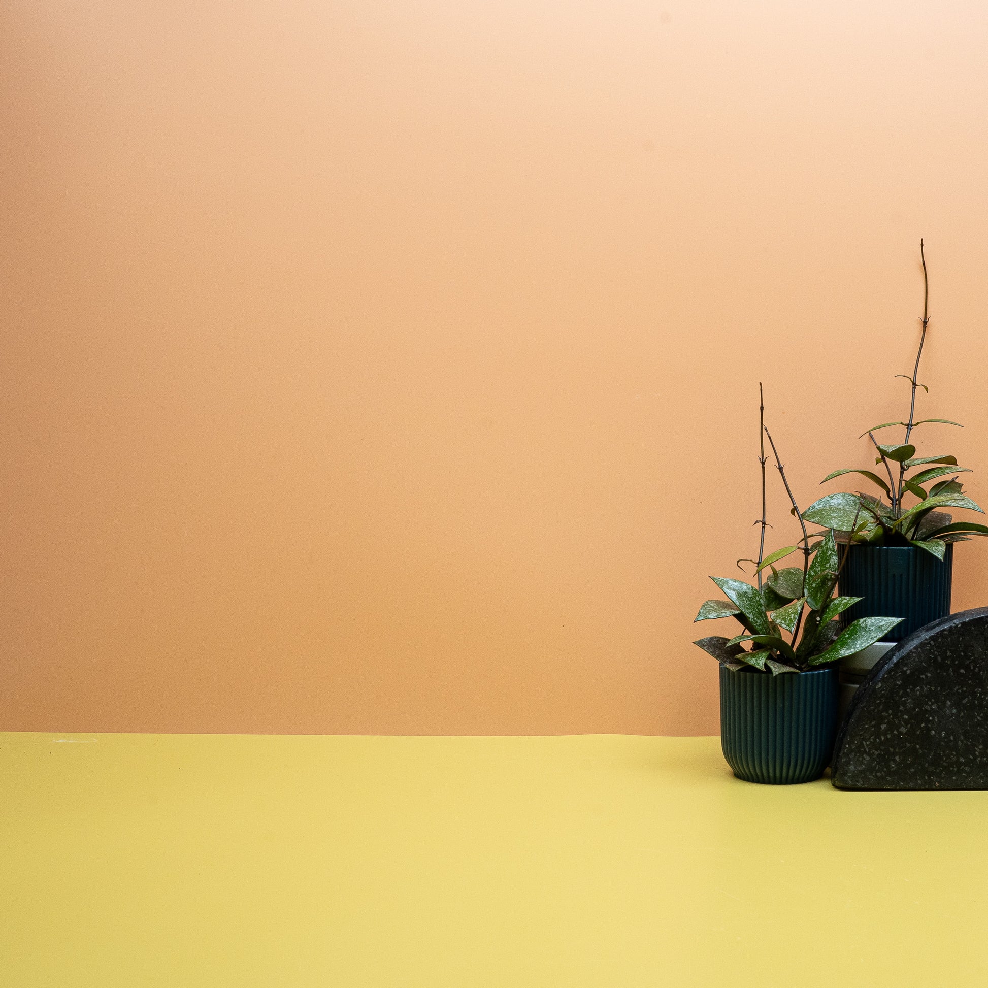 HOYA NABAWANENSIS SPLASH online bestellen bei potflourri