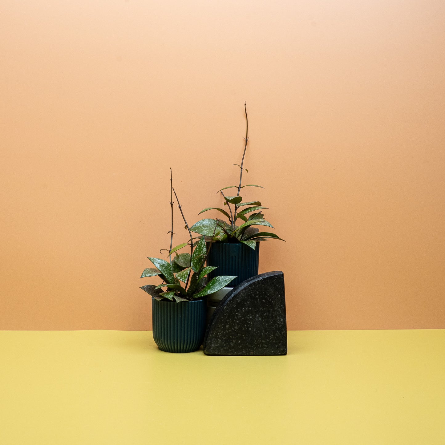 HOYA NABAWANENSIS SPLASH online bestellen bei potflourri