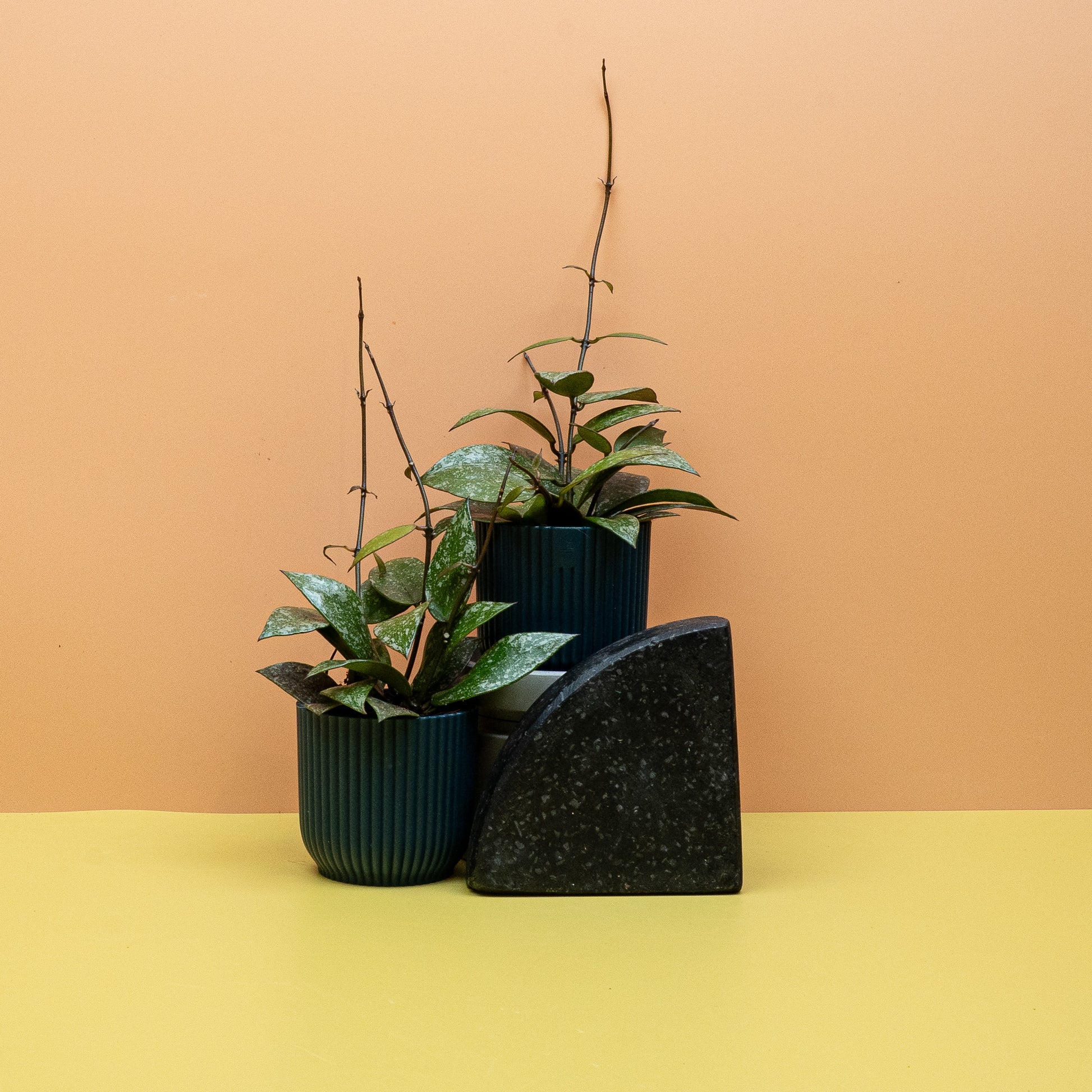 HOYA NABAWANENSIS SPLASH online bestellen bei potflourri